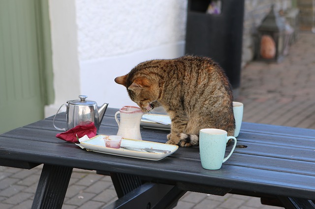 kočka u kávy