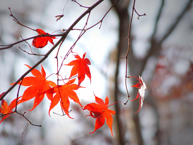 podzimní atmosféra padajícího červeného listí a chmuru